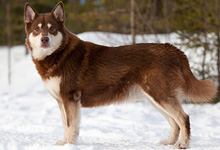 Лапландская оленегонная собака
